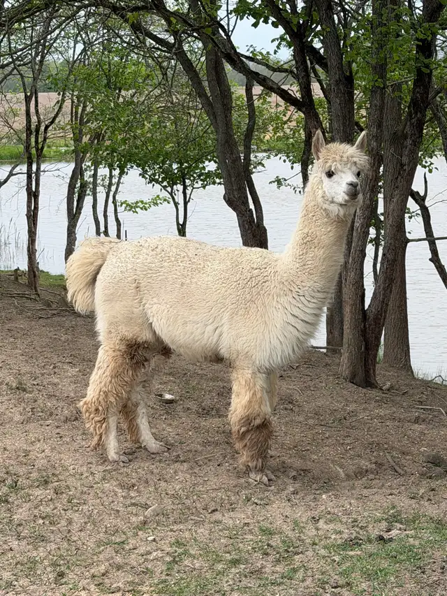 Alpacas (2 intact friendly males) - Photo 6