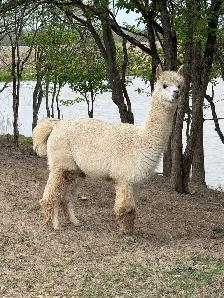 Alpacas (2 intact friendly males) - Photo 6