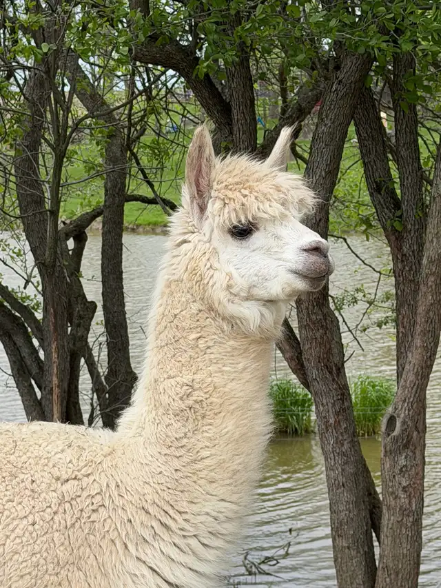 Alpacas (2 intact friendly males) - Photo 7