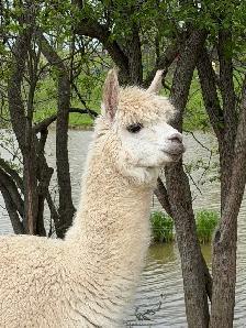 Alpacas (2 intact friendly males) - Photo 7