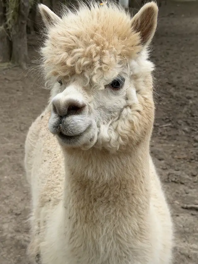 Alpacas (2 intact friendly males) - Photo 8