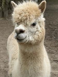Alpacas (2 intact friendly males) - Photo 8