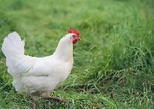 Poules pondeuses blanches disponibles!