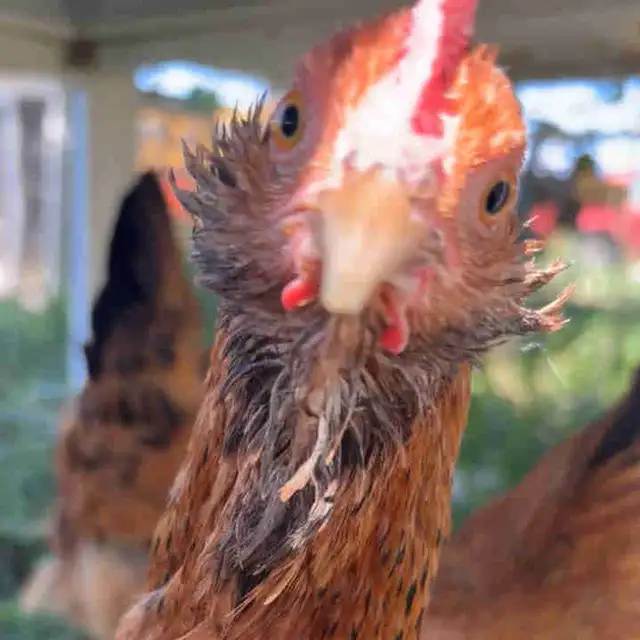 laying hens