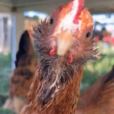 laying hens