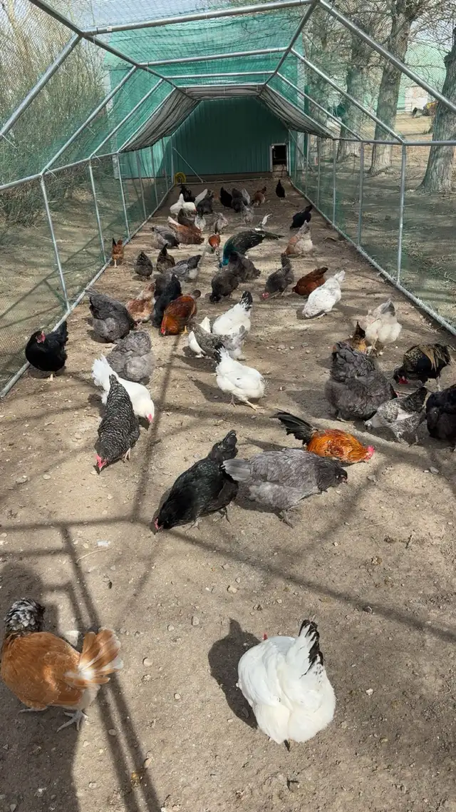 laying hens - Photo 2