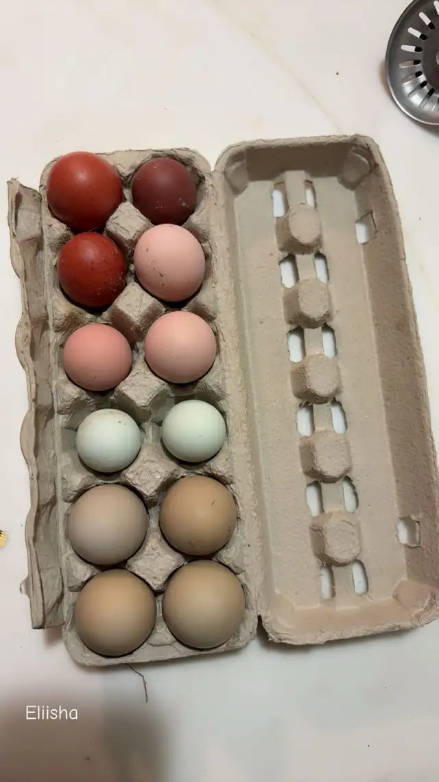 laying hens - Photo 3