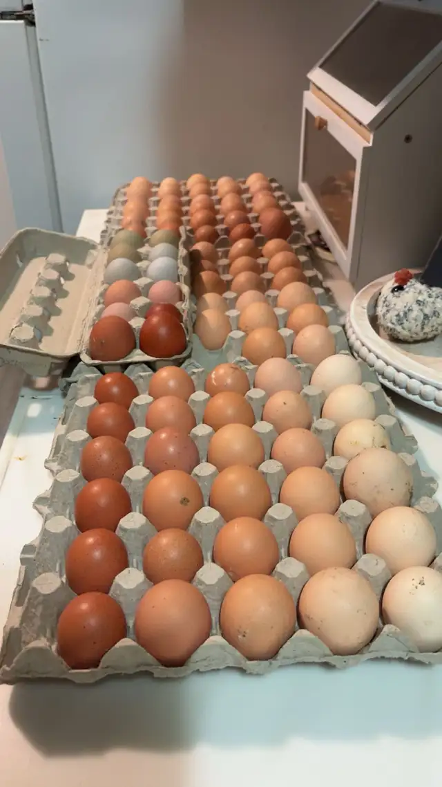 laying hens - Photo 4