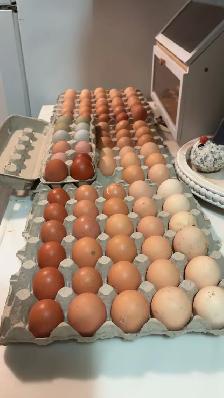 laying hens - Photo 4