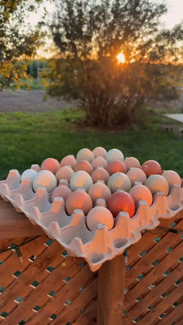 laying hens - Photo 5