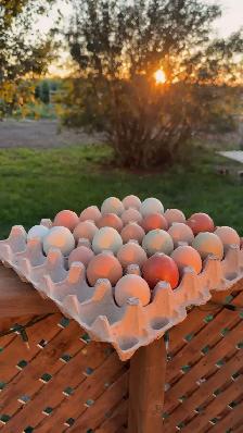 laying hens - Photo 5