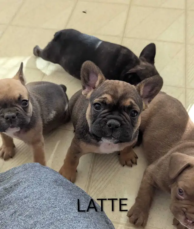 Frenchton Puppies!