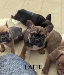 Frenchton Puppies!