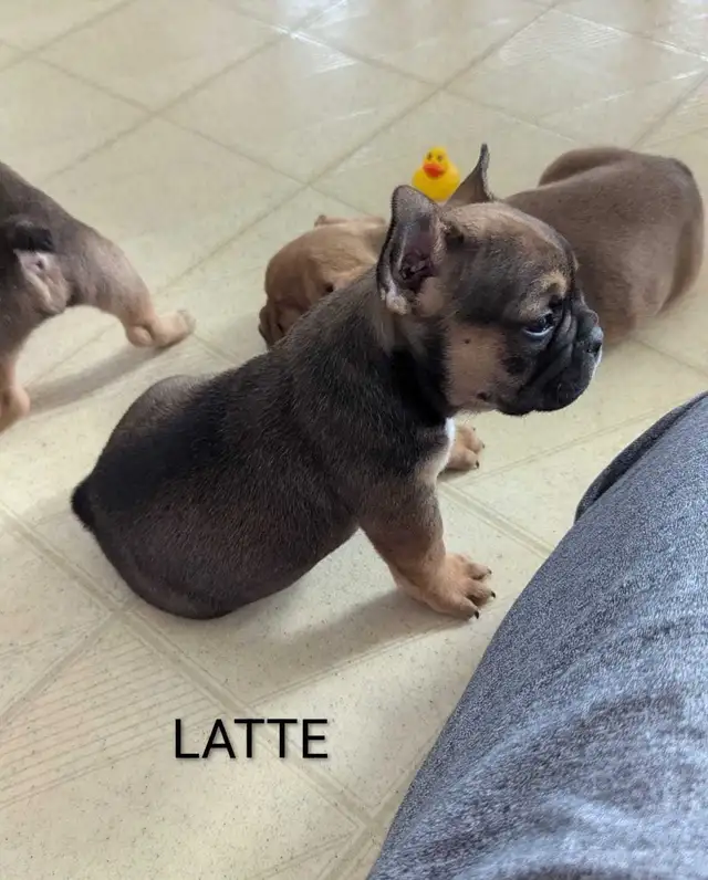 Frenchton Puppies! - Photo 2