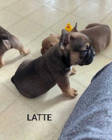 Frenchton Puppies! - Photo 2
