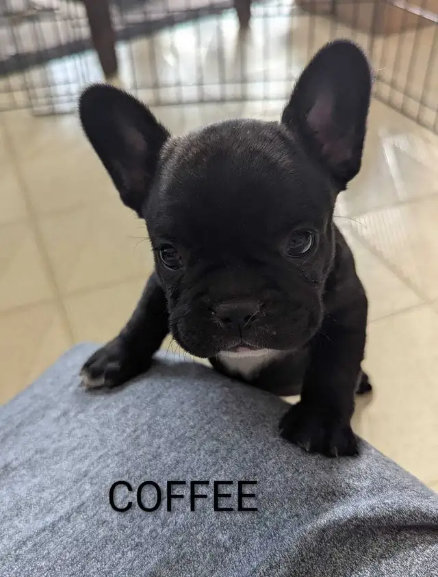 Frenchton Puppies! - Photo 3