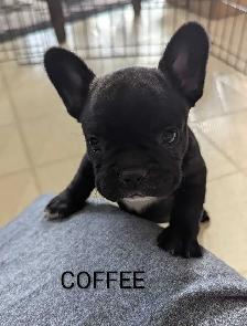 Frenchton Puppies! - Photo 3