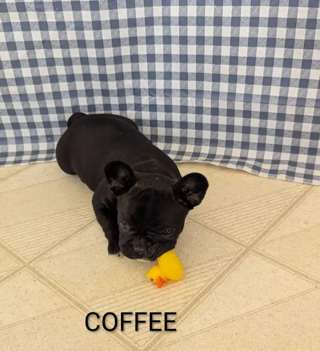 Frenchton Puppies! - Photo 4