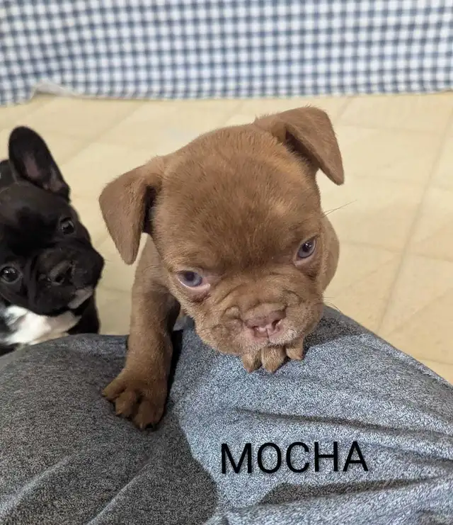 Frenchton Puppies! - Photo 5