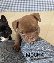 Frenchton Puppies! - Photo 5