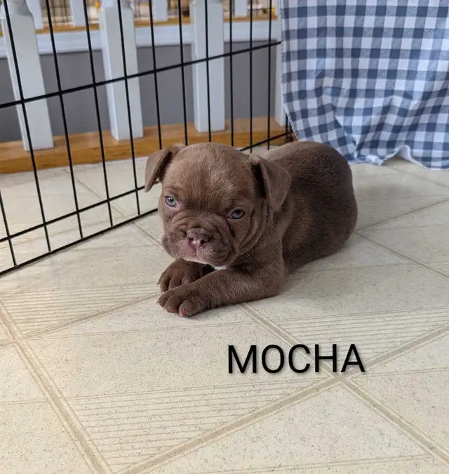 Frenchton Puppies! - Photo 6