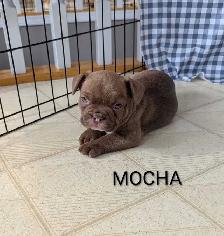 Frenchton Puppies! - Photo 6