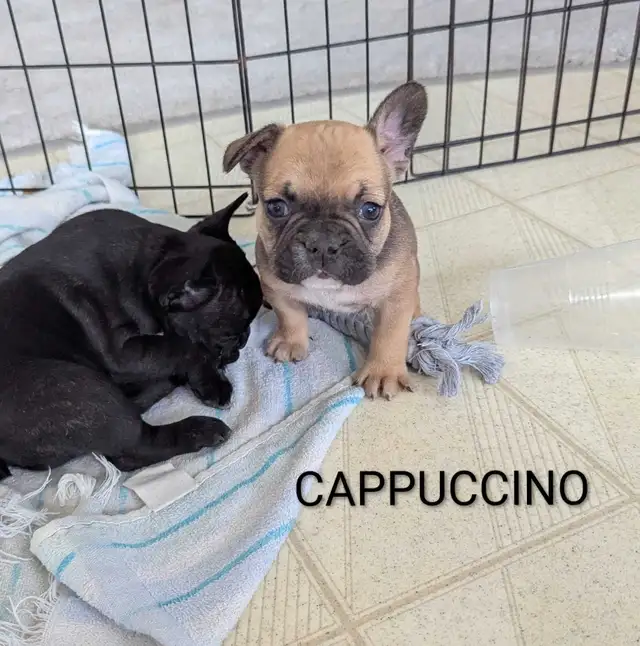 Frenchton Puppies! - Photo 7