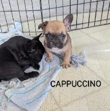 Frenchton Puppies! - Photo 7