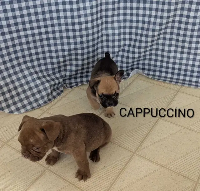 Frenchton Puppies! - Photo 8
