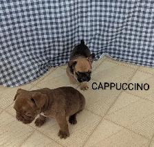 Frenchton Puppies! - Photo 8