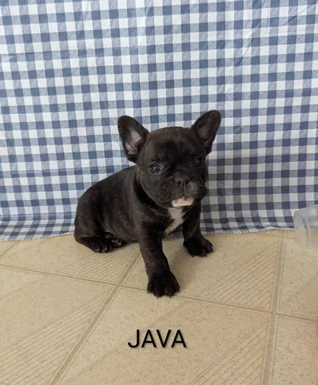 Frenchton Puppies! - Photo 9