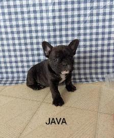Frenchton Puppies! - Photo 9