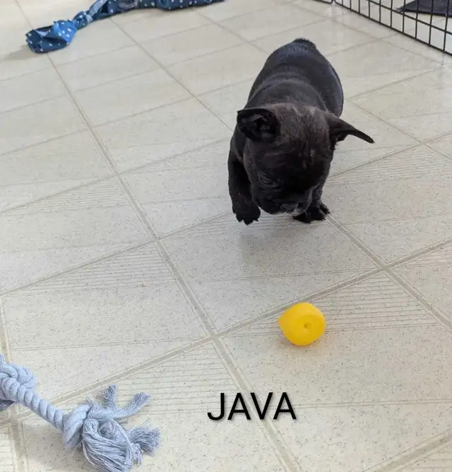 Frenchton Puppies! - Photo 10