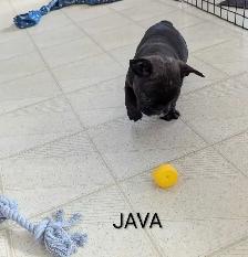 Frenchton Puppies! - Photo 10