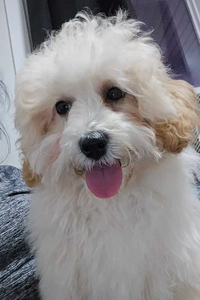 Bichon cross puppies
