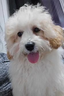 Bichon cross puppies