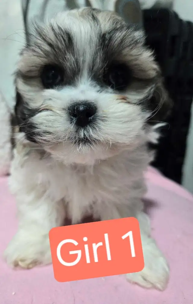 Bichon cross puppies - Photo 2