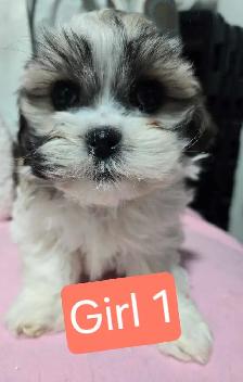 Bichon cross puppies - Photo 2