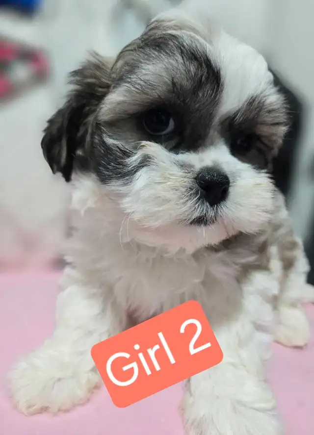 Bichon cross puppies - Photo 3