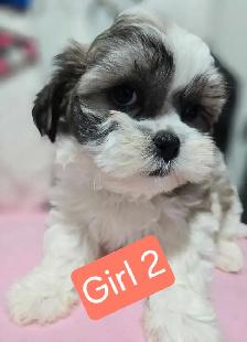 Bichon cross puppies - Photo 3