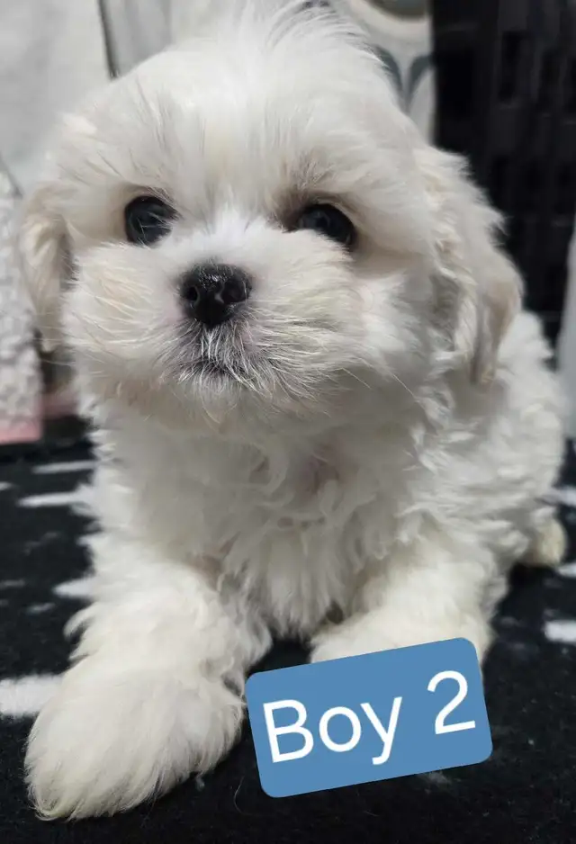 Bichon cross puppies - Photo 4
