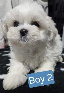 Bichon cross puppies - Photo 4