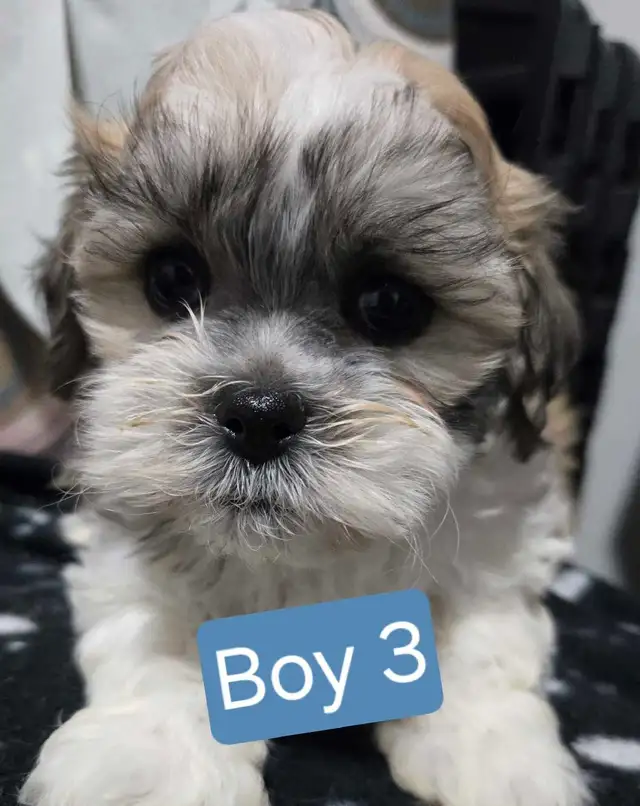 Bichon cross puppies - Photo 5