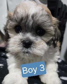 Bichon cross puppies - Photo 5