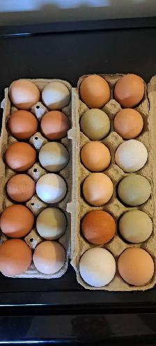 Fresh free Range Eggs
