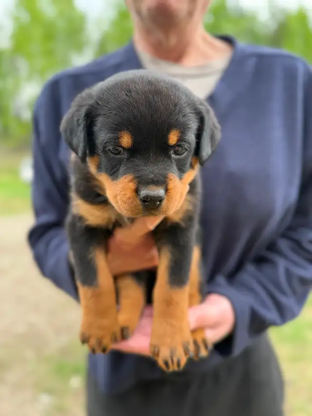 Rottweiler puppies
