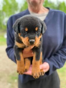 Rottweiler puppies