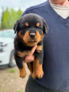 Rottweiler puppies - Photo 2