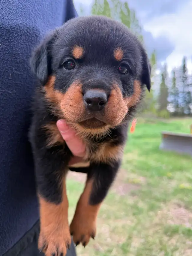 Rottweiler puppies - Photo 3