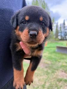 Rottweiler puppies - Photo 3